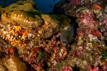 Fototapeta na wymiar Moray eel, Gymnothorax javanicus
