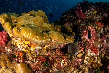 Fototapeta na wymiar Moray eel, Gymnothorax javanicus