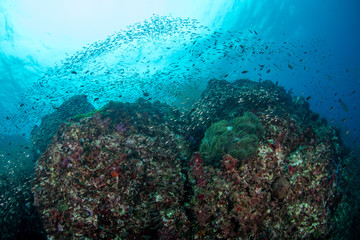 Fototapeta na wymiar Tropical coral reef with many glass fish 
