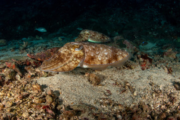 Fototapeta na wymiar The Pharaoh Cuttlefish, Sepia pharaonis