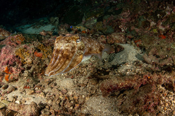 The Pharaoh Cuttlefish, Sepia pharaonis