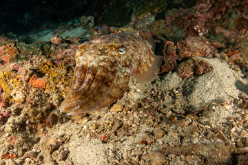 Pharaoh Cuttlefish, Sepia pharaonis