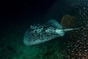 Marbled Ray at Richelieu Rock