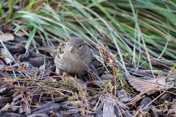 Brown Sparrow in the Grass