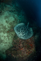 Marbled Ray at Richelieu Rock