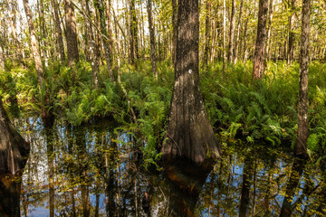 Cypress Slough