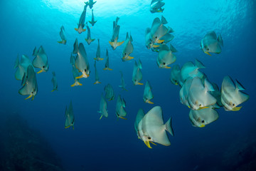 Fototapeta na wymiar School of Platax orbicularis, Orbicular Batfish