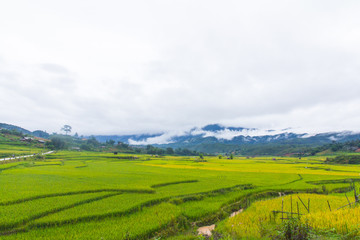Fototapeta na wymiar Beautiful view of rice terrace, mu cang chai, vietnam