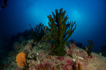 Fototapeta na wymiar Green cup coral, Tubastrea micrantha closeup in tropical coral reef 