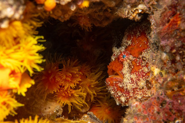 Orange Frogfish 