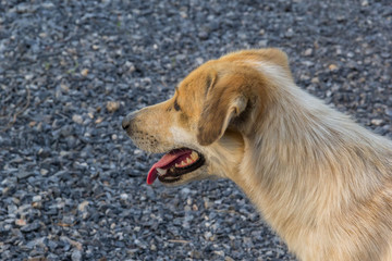 Head of white and brown dog