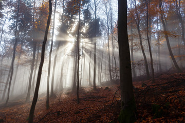 Obraz premium Autumn Forest