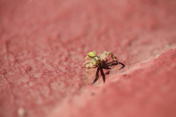 fotos de insectos varios 
