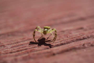 fotos de insectos varios 