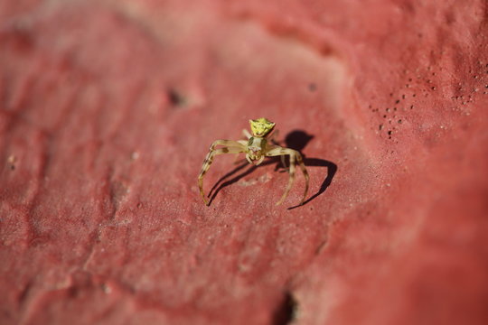 fotos de insectos varios 