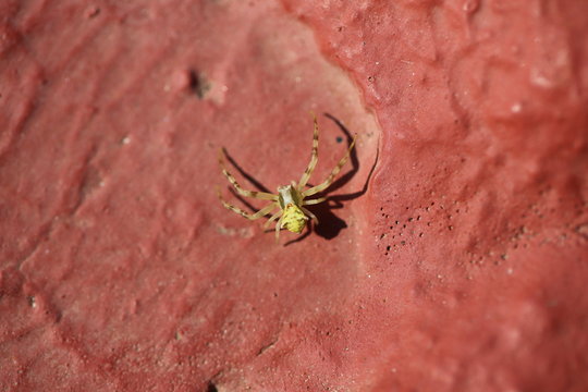 fotos de insectos varios 