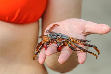 Crab is in girl's hand on the beach