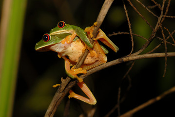 rana arborea tropical