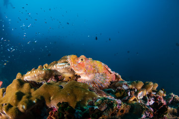 Fototapeta na wymiar Bearded Scorpionfish in the open on a colorful tropical coral reef