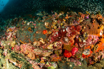 Naklejka na ściany i meble A pair of well hidden Bearded Scorpionfish on a tropical coral reef in Thailand