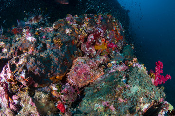 Fototapeta na wymiar A pair of well hidden Bearded Scorpionfish on a tropical coral reef in Thailand