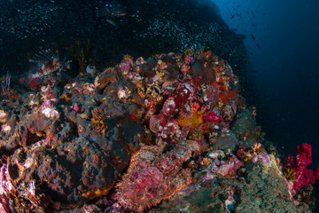A pair of well hidden Bearded Scorpionfish on a tropical coral reef in Thailand