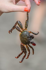 Crab is in girl's hand on the beach