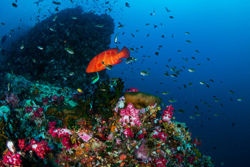 Naklejka na ściany i meble Colorful, healthy tropical coral reef covered in fish and marine life