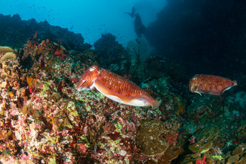 A pair of beautiful Pharaoh Cuttlefish on a tropical coral reef