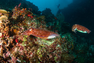 Fototapeta na wymiar A pair of beautiful Pharaoh Cuttlefish on a tropical coral reef