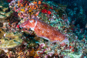Fototapeta na wymiar A pair of beautiful Pharaoh Cuttlefish on a tropical coral reef