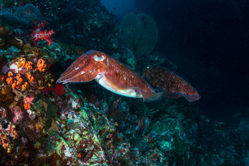A pair of beautiful Pharaoh Cuttlefish on a tropical coral reef