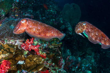 Obraz na płótnie Canvas A pair of beautiful Pharaoh Cuttlefish on a tropical coral reef
