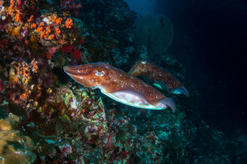 Fototapeta premium A pair of beautiful Pharaoh Cuttlefish on a tropical coral reef