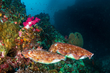 Naklejka na ściany i meble A pair of beautiful Pharaoh Cuttlefish on a tropical coral reef