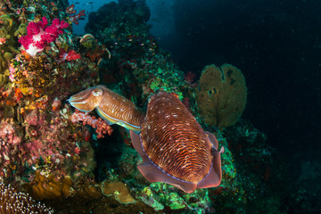 A pair of beautiful Pharaoh Cuttlefish on a tropical coral reef