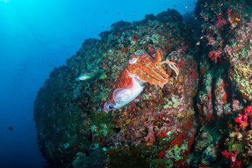 Beautiful Cuttlefish on a dark tropical coral reef (Richelieu Rock, Thailand)