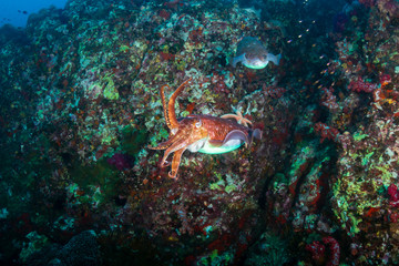 Fototapeta na wymiar Beautiful Cuttlefish on a dark tropical coral reef (Richelieu Rock, Thailand)