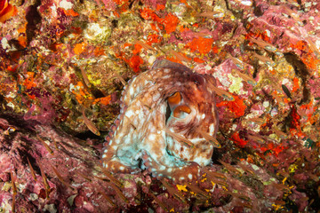 Fototapeta na wymiar A large Octopus hidden on an underwater wall on a tropical coral reef (Richelieu Rock, Thailand)