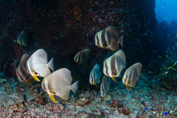 Fototapeta na wymiar A school of beautiful, large Batfish on a tropical coral reef