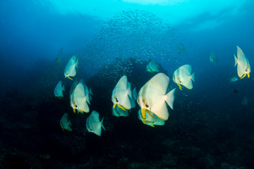 A school of beautiful, large Batfish on a tropical coral reef