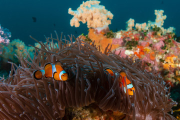 Naklejka na ściany i meble Colorful clownfish surrounded by corals on a tropical reef