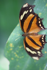 fotos de insectos varios 
