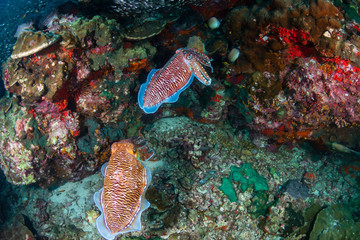 Beautiful Cuttlefish on a colorful tropical coral reef (Richelieu Rock)