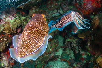 Cuttlefish mating ritual on a tropical coral reef (Richelieu Rock, Thailand)