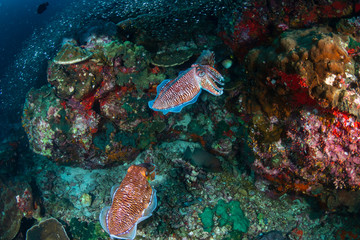 Fototapeta na wymiar Beautiful Cuttlefish on a colorful tropical coral reef (Richelieu Rock)