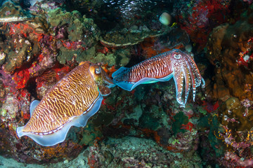 Cuttlefish mating ritual on a tropical coral reef (Richelieu Rock, Thailand)