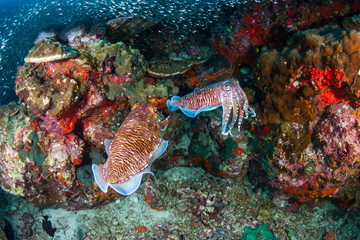 Beautiful Cuttlefish on a colorful tropical coral reef (Richelieu Rock)