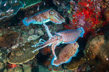 Cuttlefish mating ritual on a tropical coral reef (Richelieu Rock, Thailand)