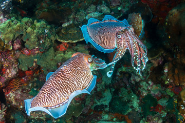 Beautiful Pharaoh Cuttlefish mating on a dark tropical coral reef at dawn